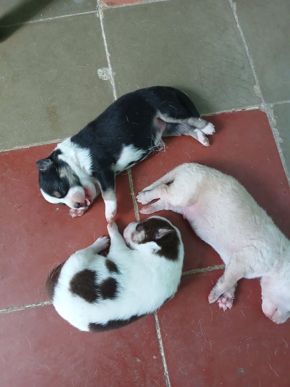 Tres cachorros: uno blanco con manchas negras, uno blanco puro y uno café, en piso rojo.