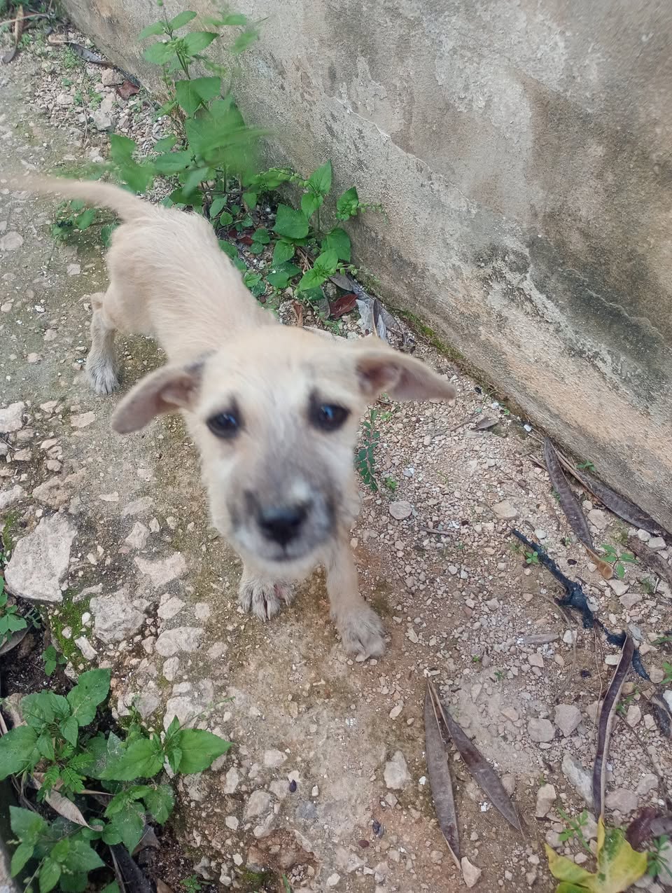 Perro rescate animal en Mérida
