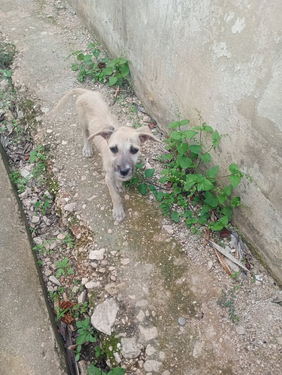Perro rescate animal en Mérida