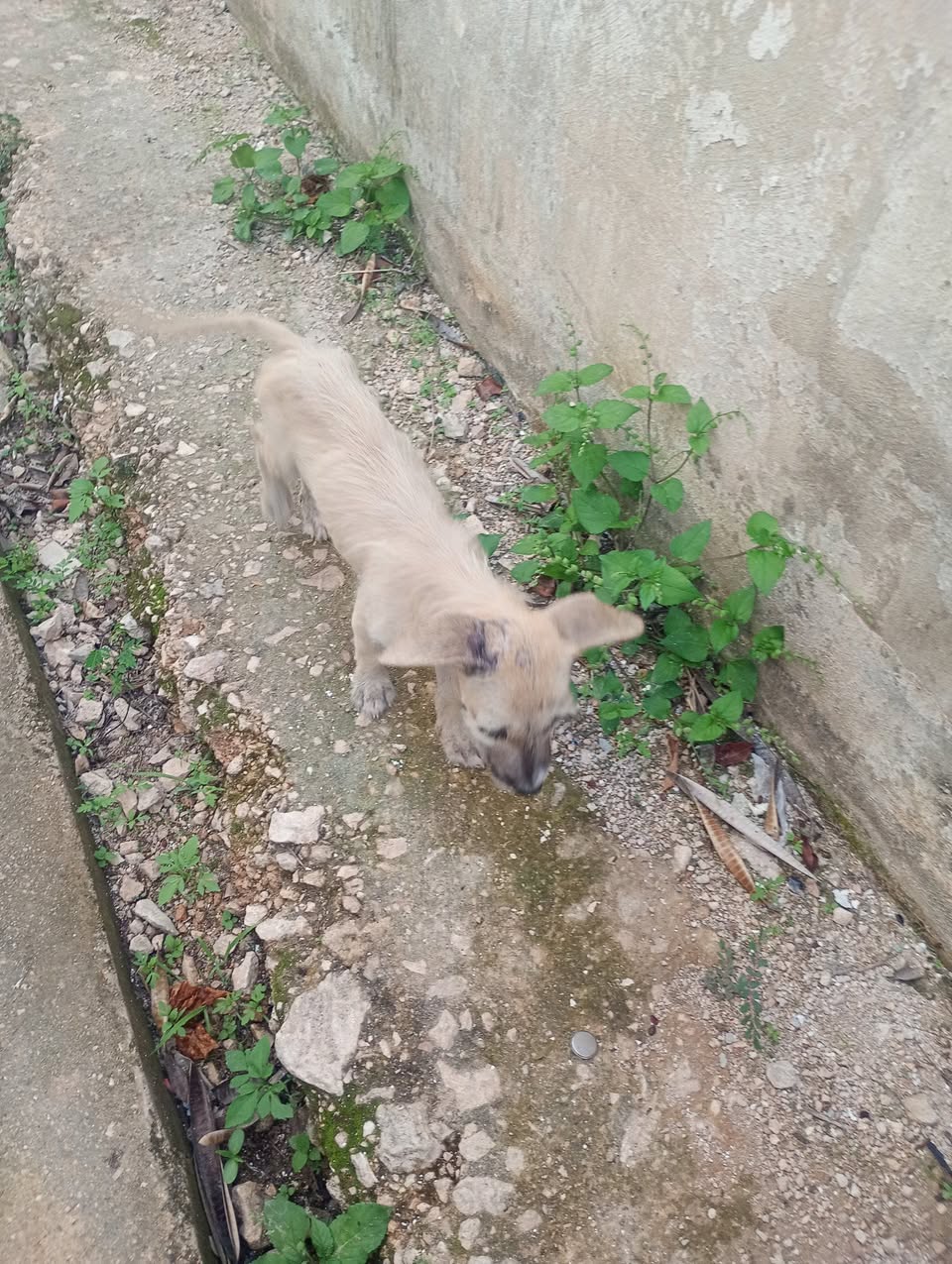 Perro rescate animal en Mérida