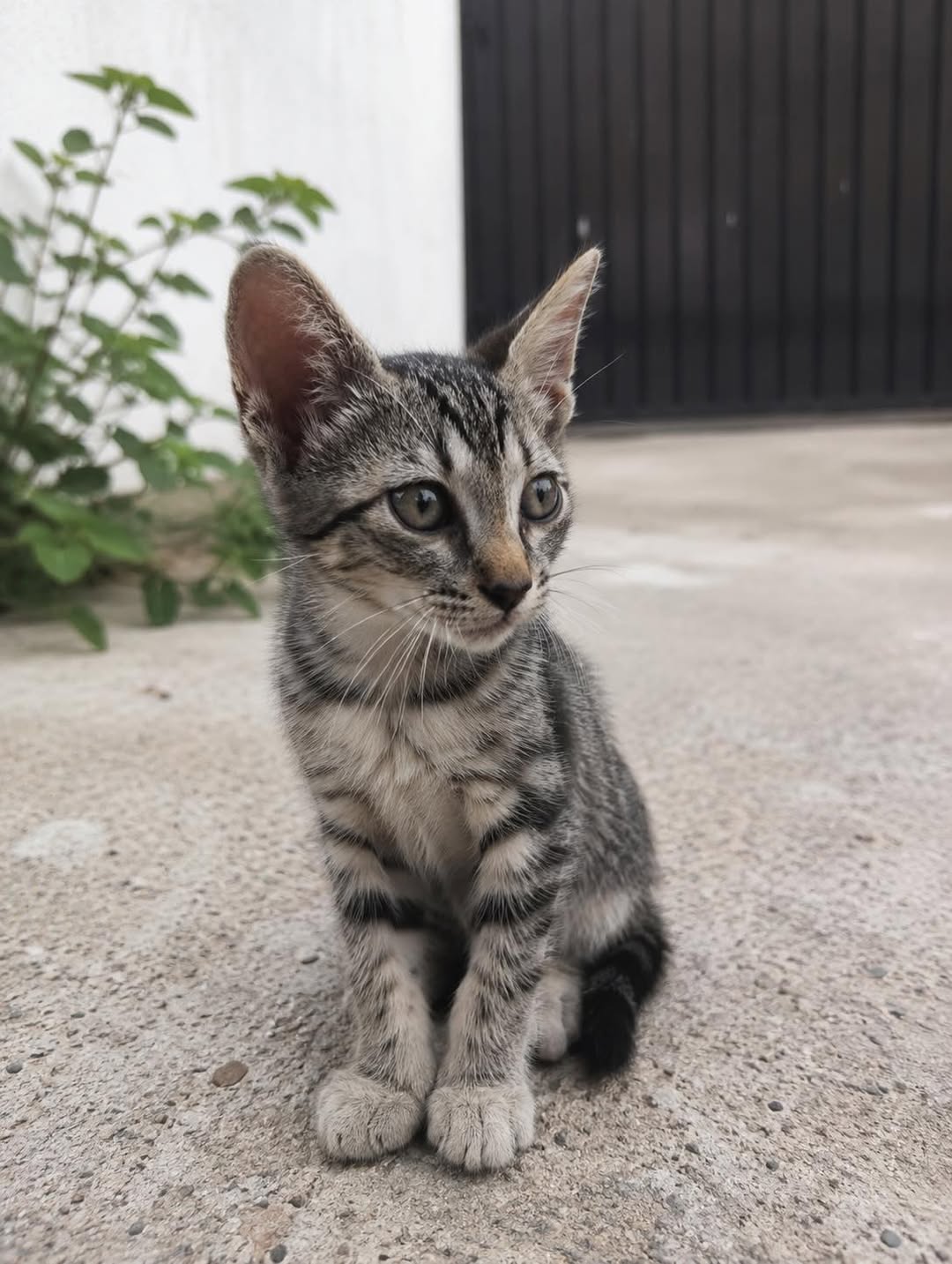 Gato en adopción en Mérida