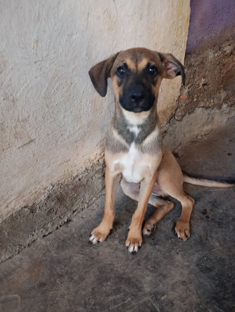 Perro en adopción en Mérida