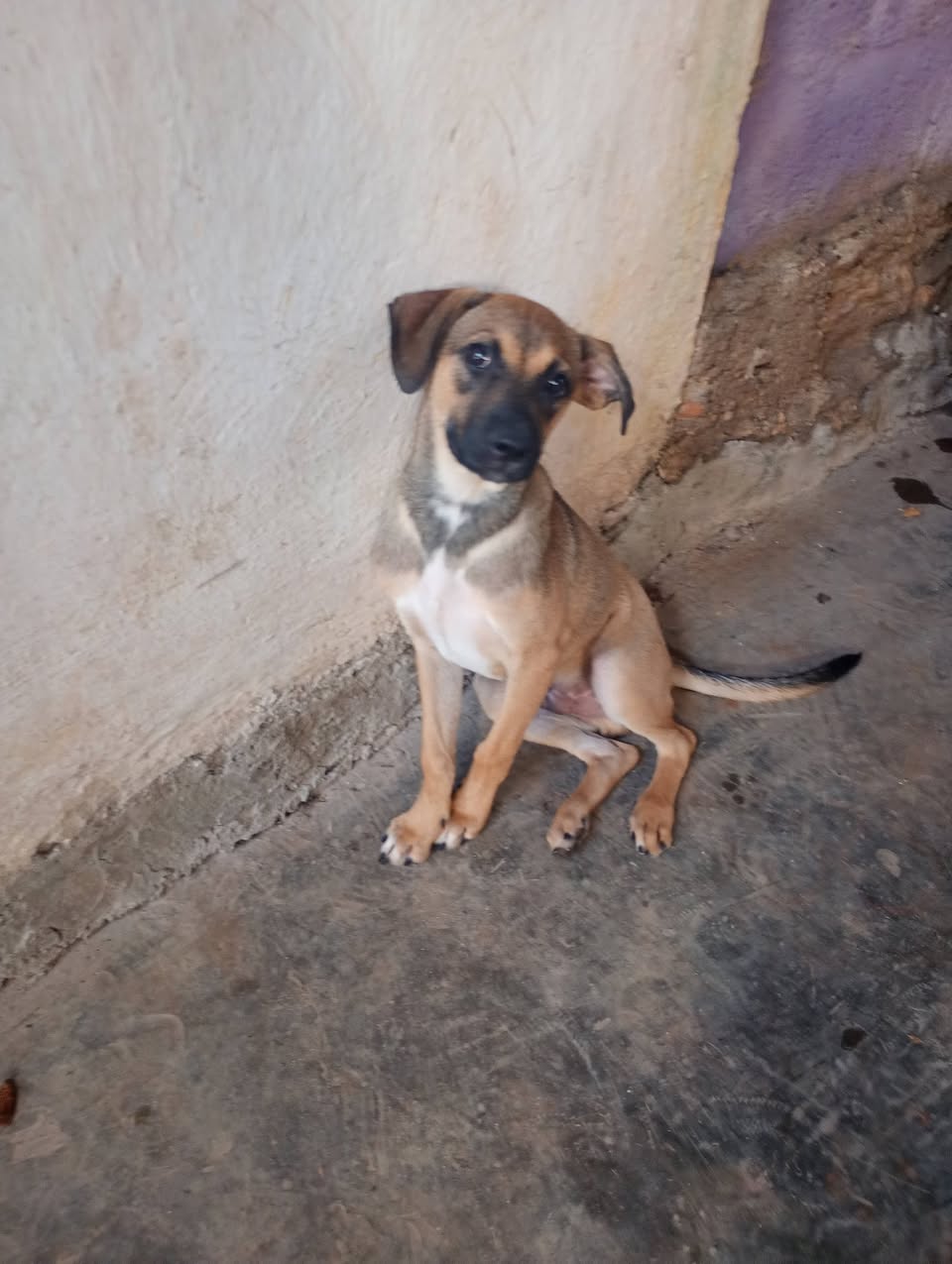 Perro en adopción en Mérida