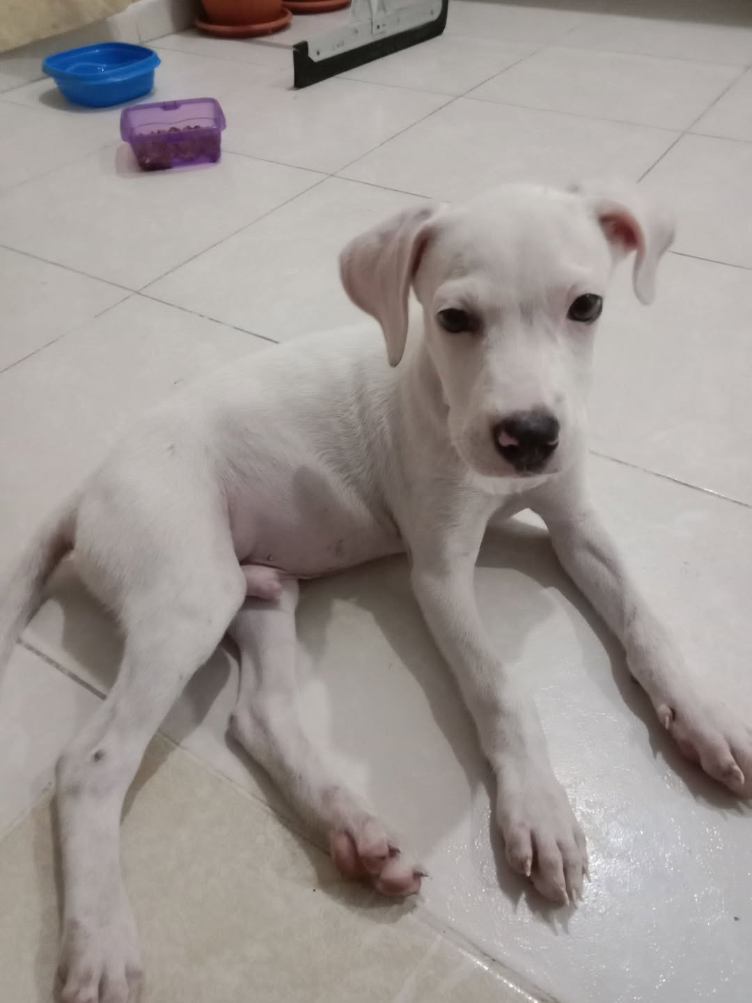 Perro mascota perdida en Mérida