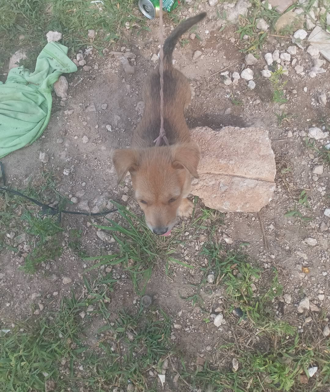 Perro en adopción en Mérida