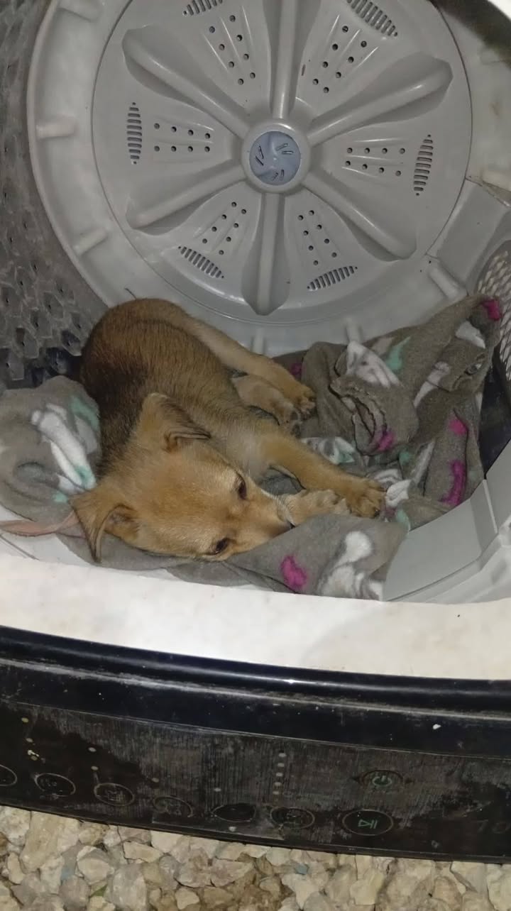 Perro en adopción en Mérida