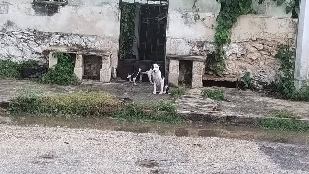 Perro mascota perdida en Mérida
