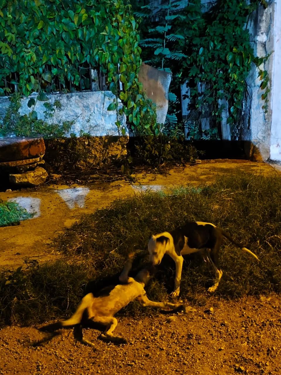Perro mascota perdida en Mérida