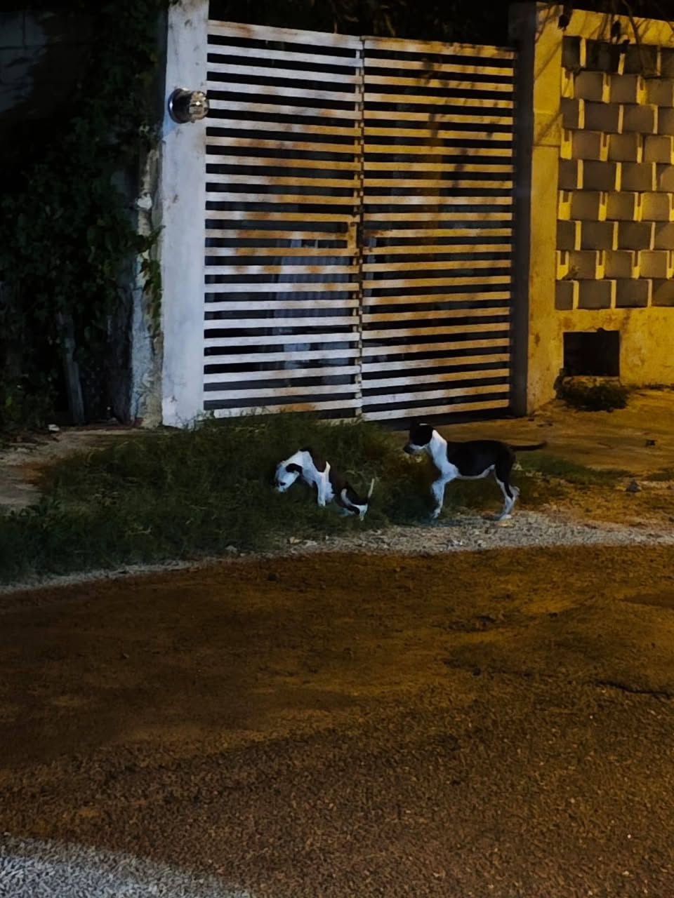 Perro mascota perdida en Mérida