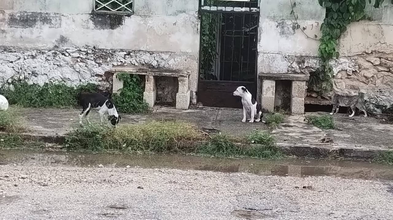 Perro mascota perdida en Mérida