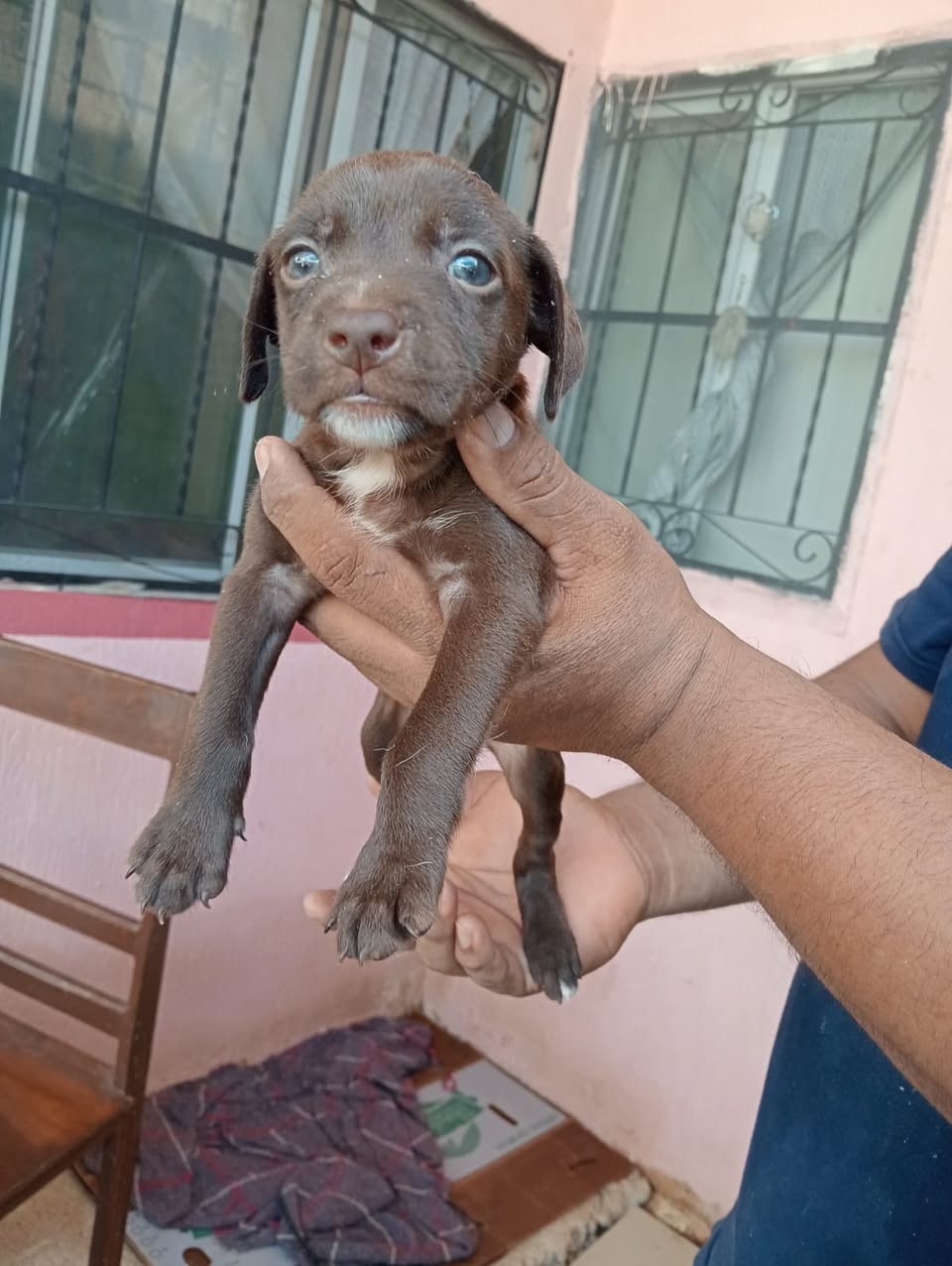 Perro en adopción en Mérida