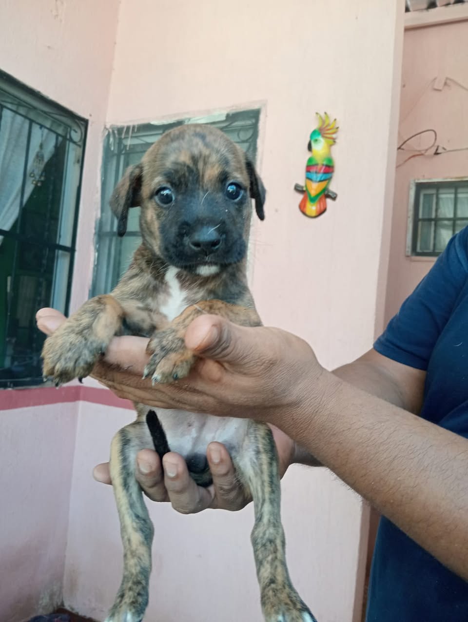 Perro en adopción en Mérida