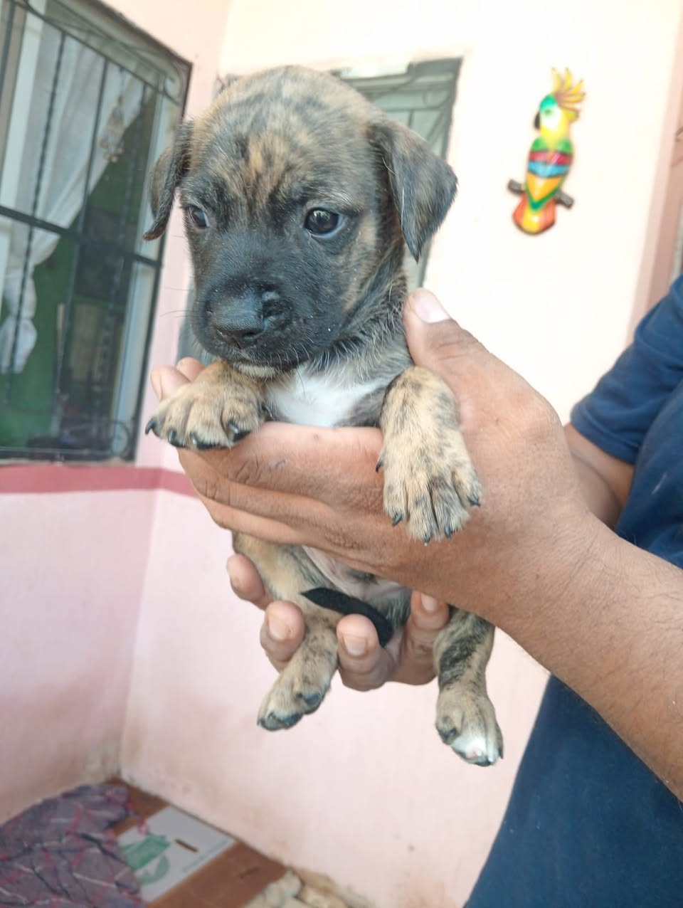 Perro en adopción en Mérida
