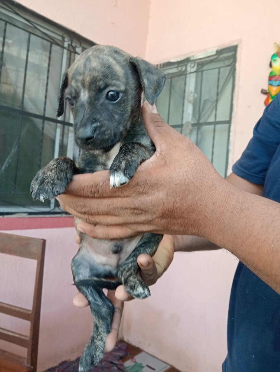 Perro en adopción en Mérida