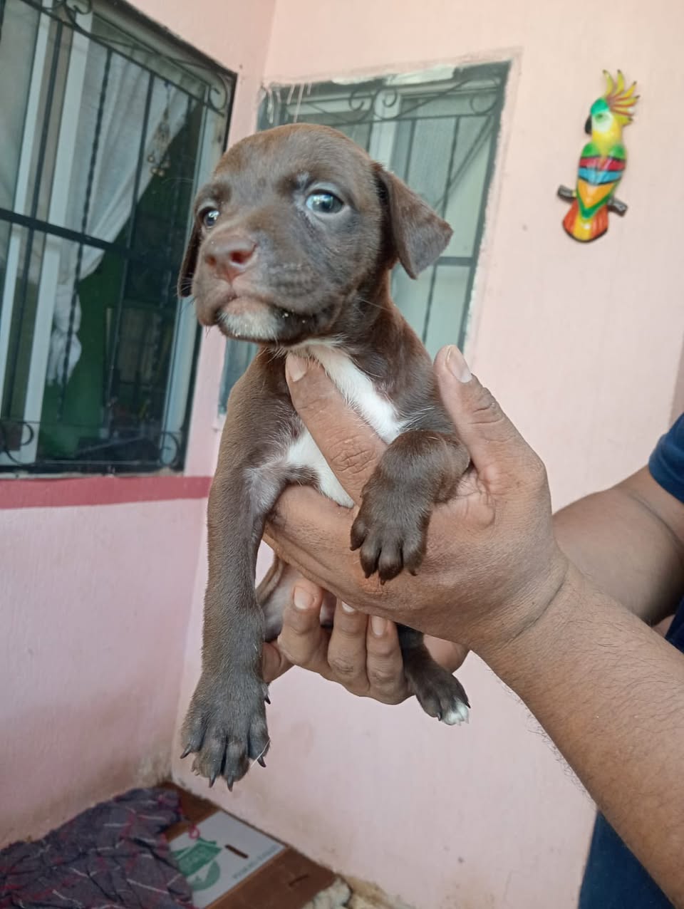 Perro en adopción en Mérida