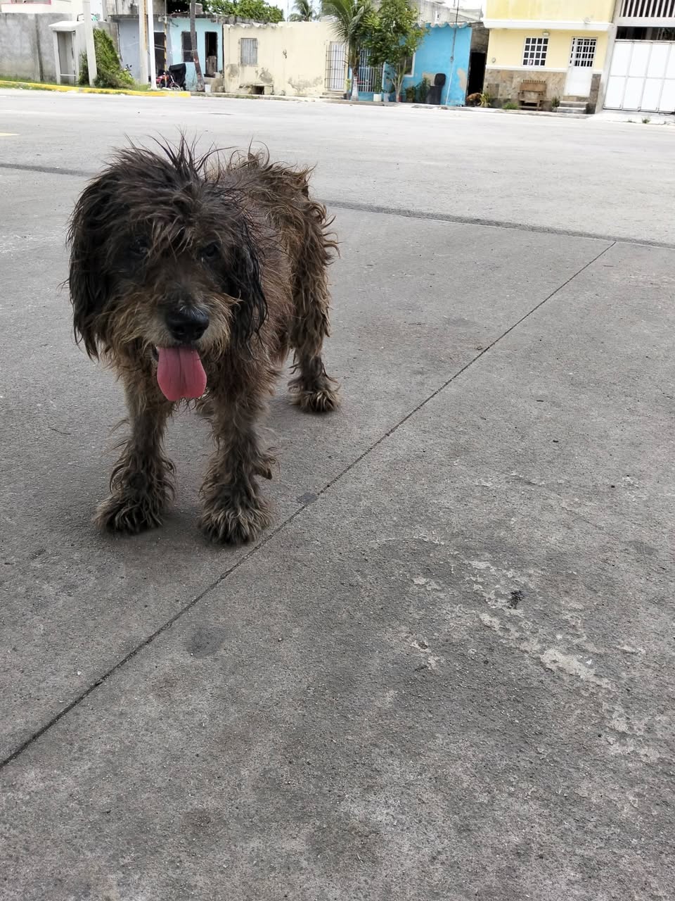 Corchito