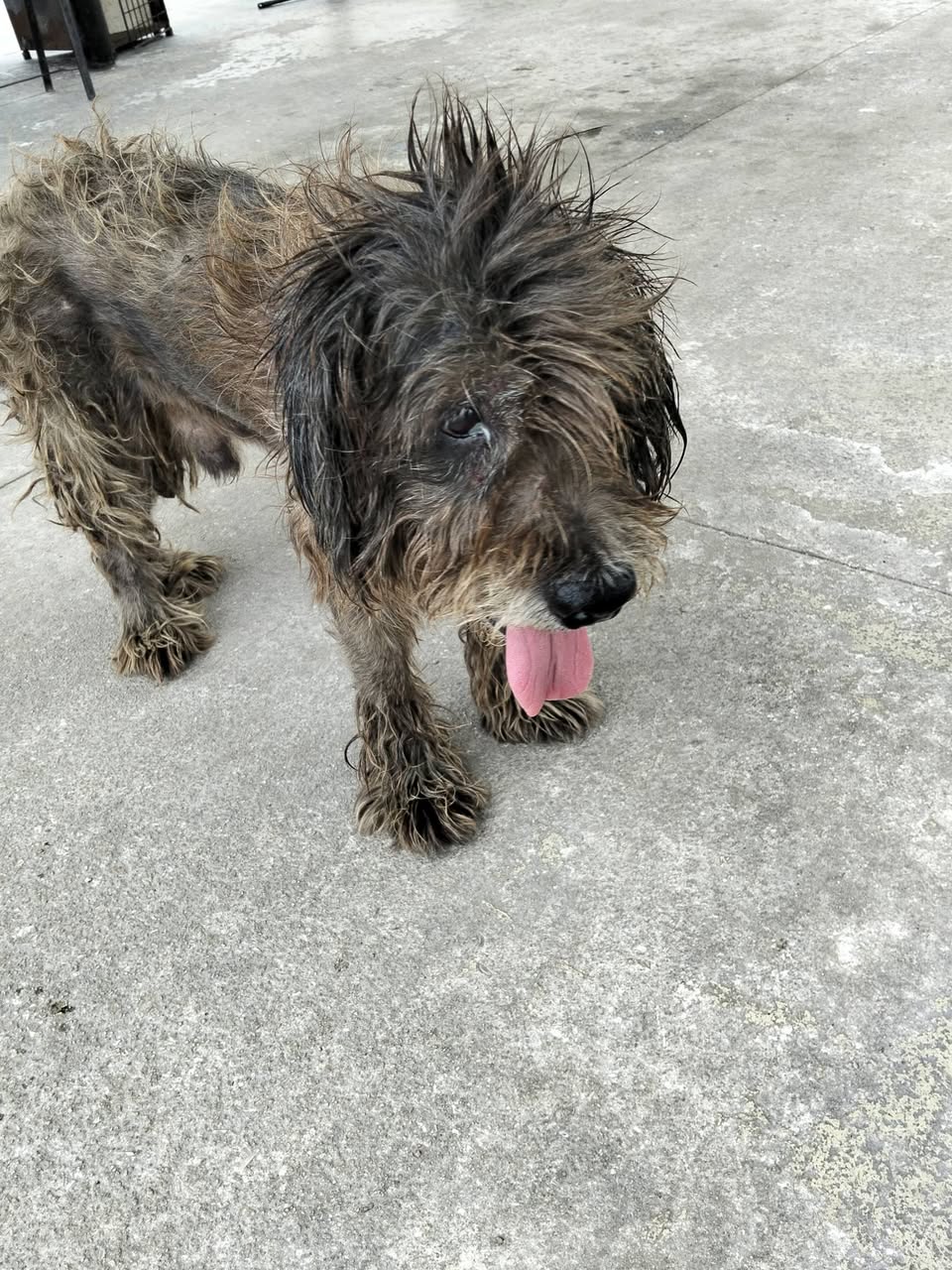 Corchito