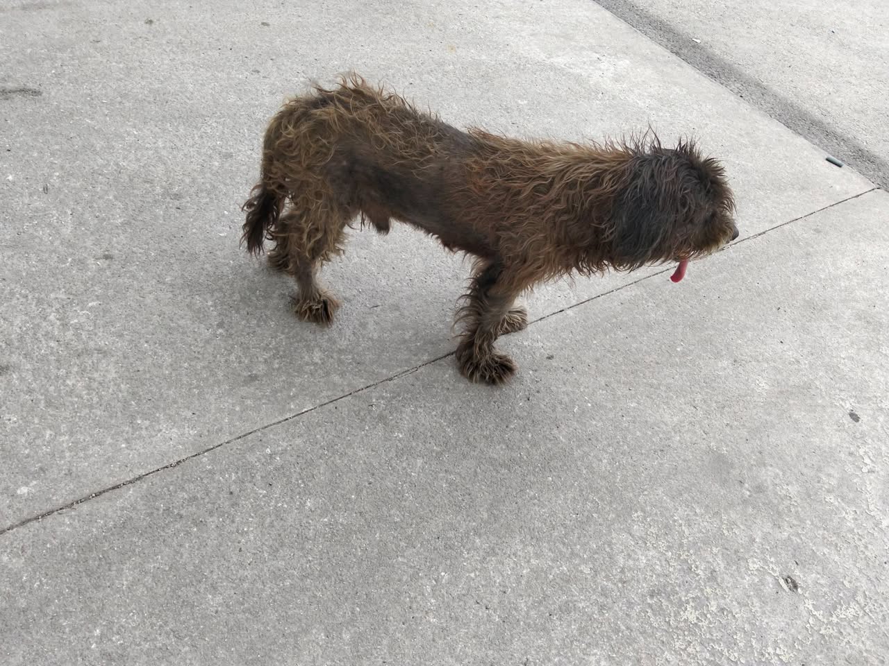 Corchito