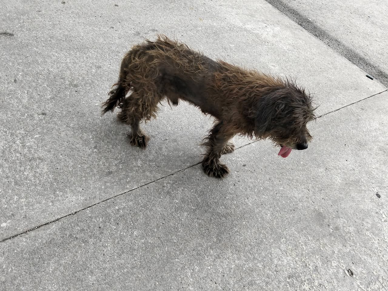 Corchito