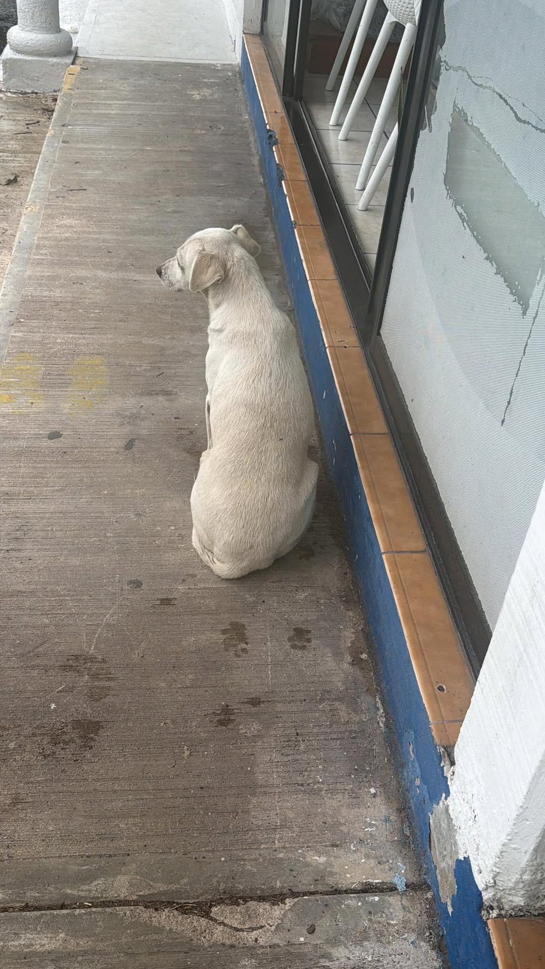 Perro mascota en Mérida