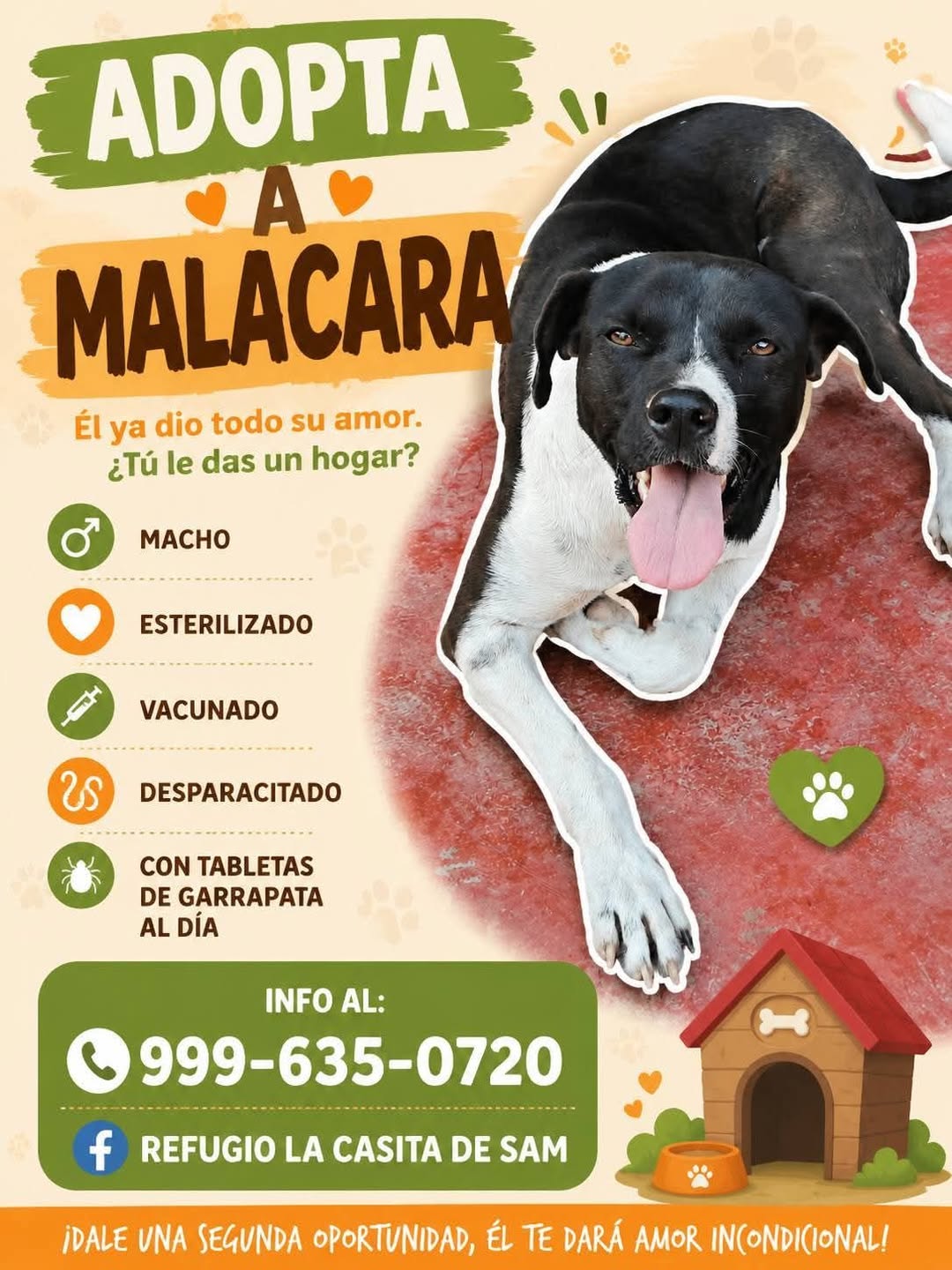 Malacara