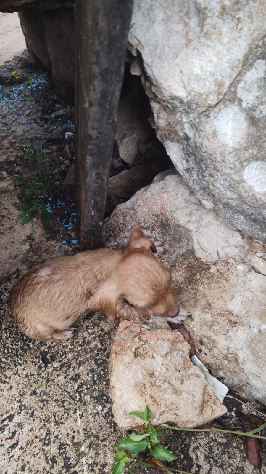 Perro en adopción en Mérida