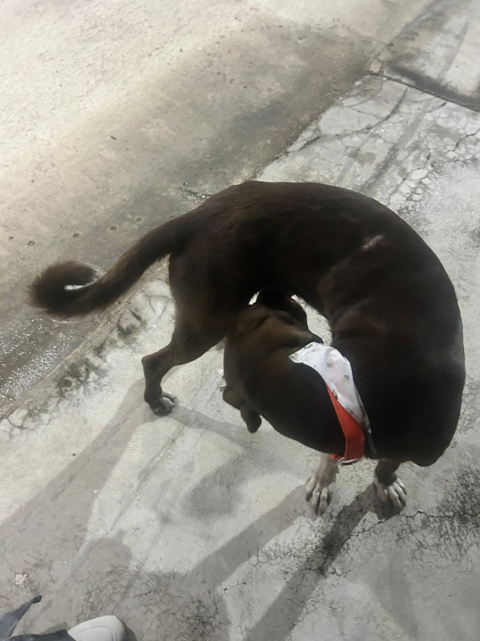 Perro mascota encontrada en Mérida