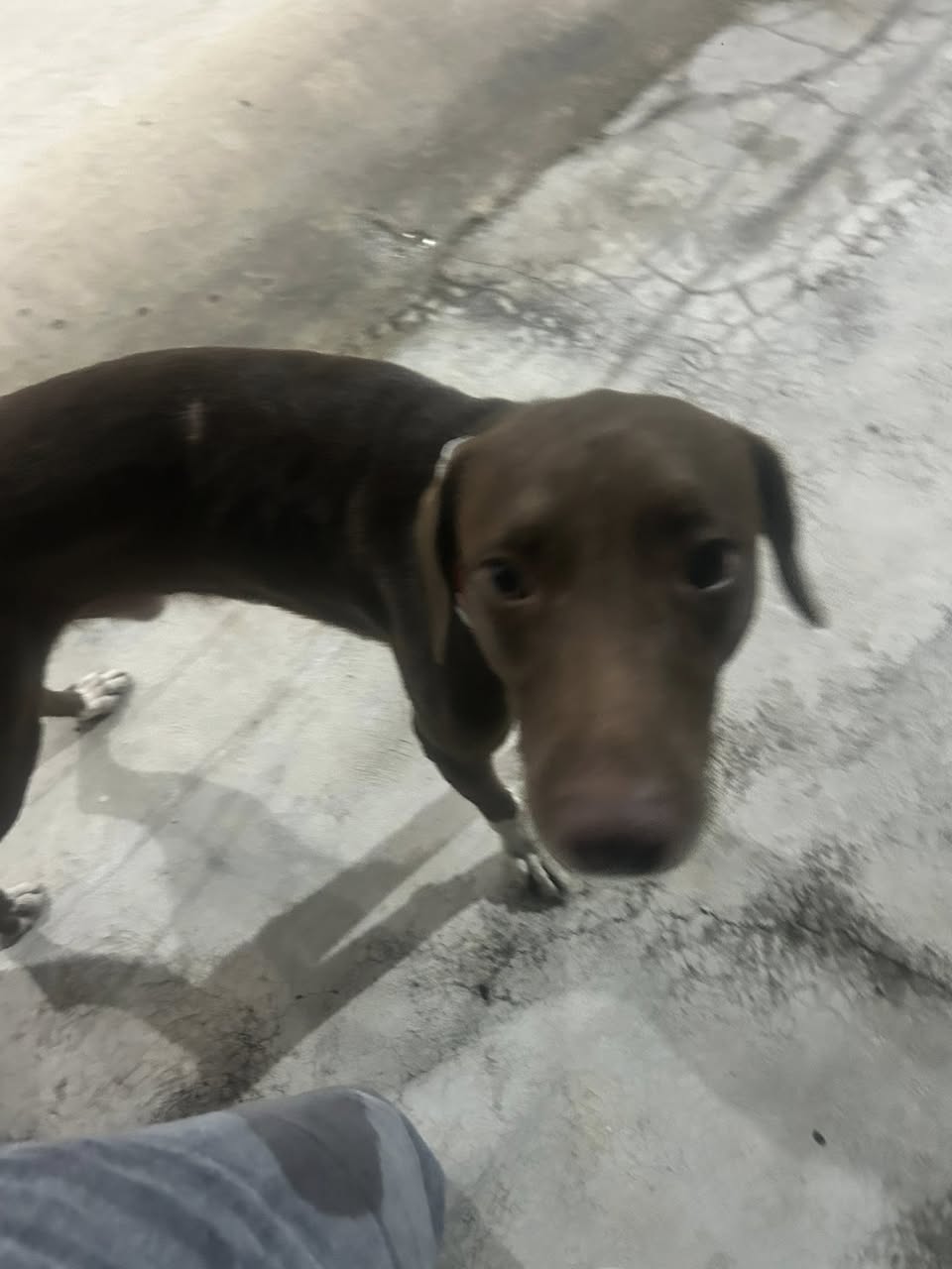 Perro mascota encontrada en Mérida
