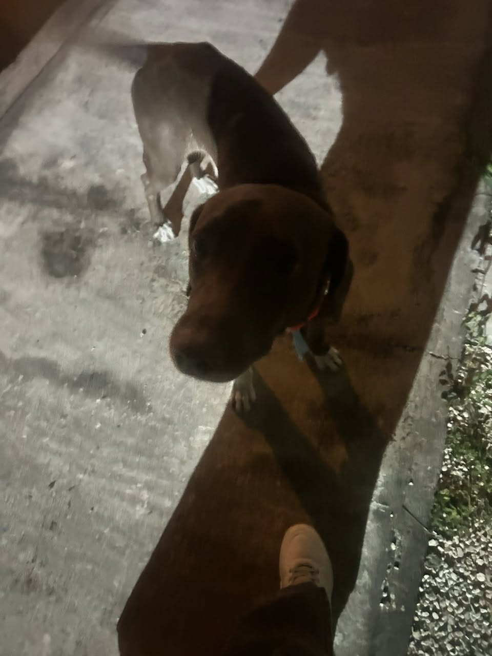 Perro mascota encontrada en Mérida