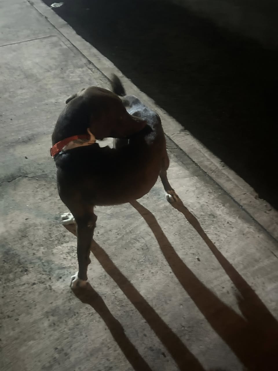Perro mascota encontrada en Mérida
