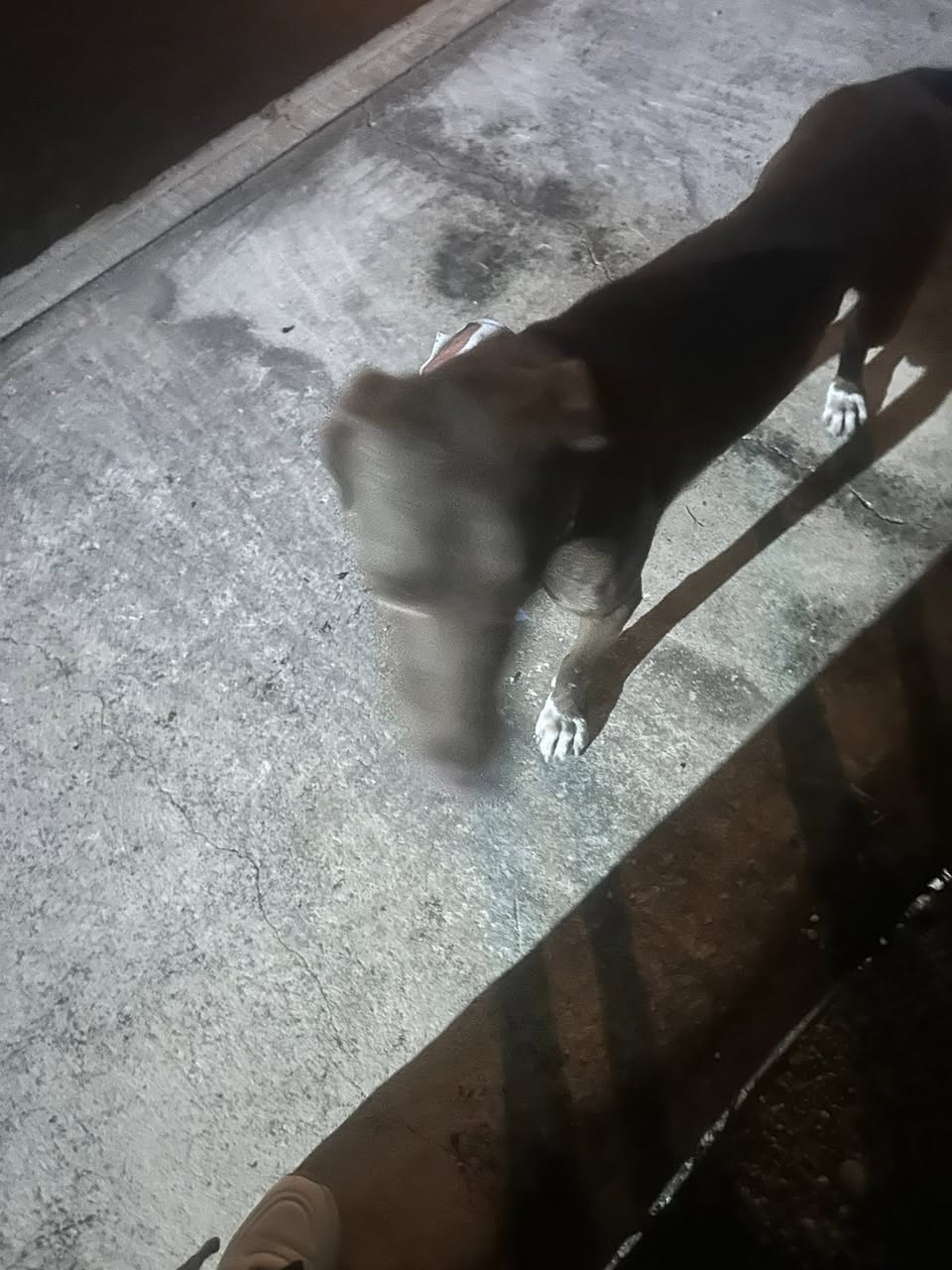 Perro mascota encontrada en Mérida