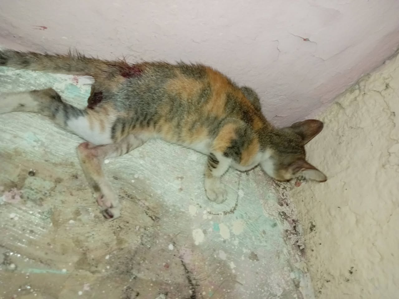 Gato ayuda médica en Mérida