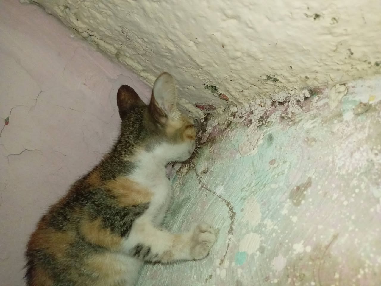 Gato ayuda médica en Mérida