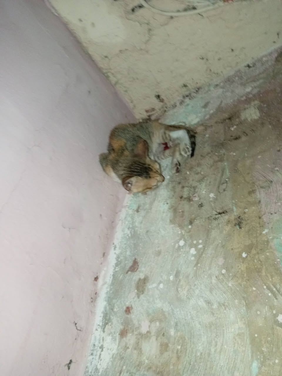 Gato ayuda médica en Mérida