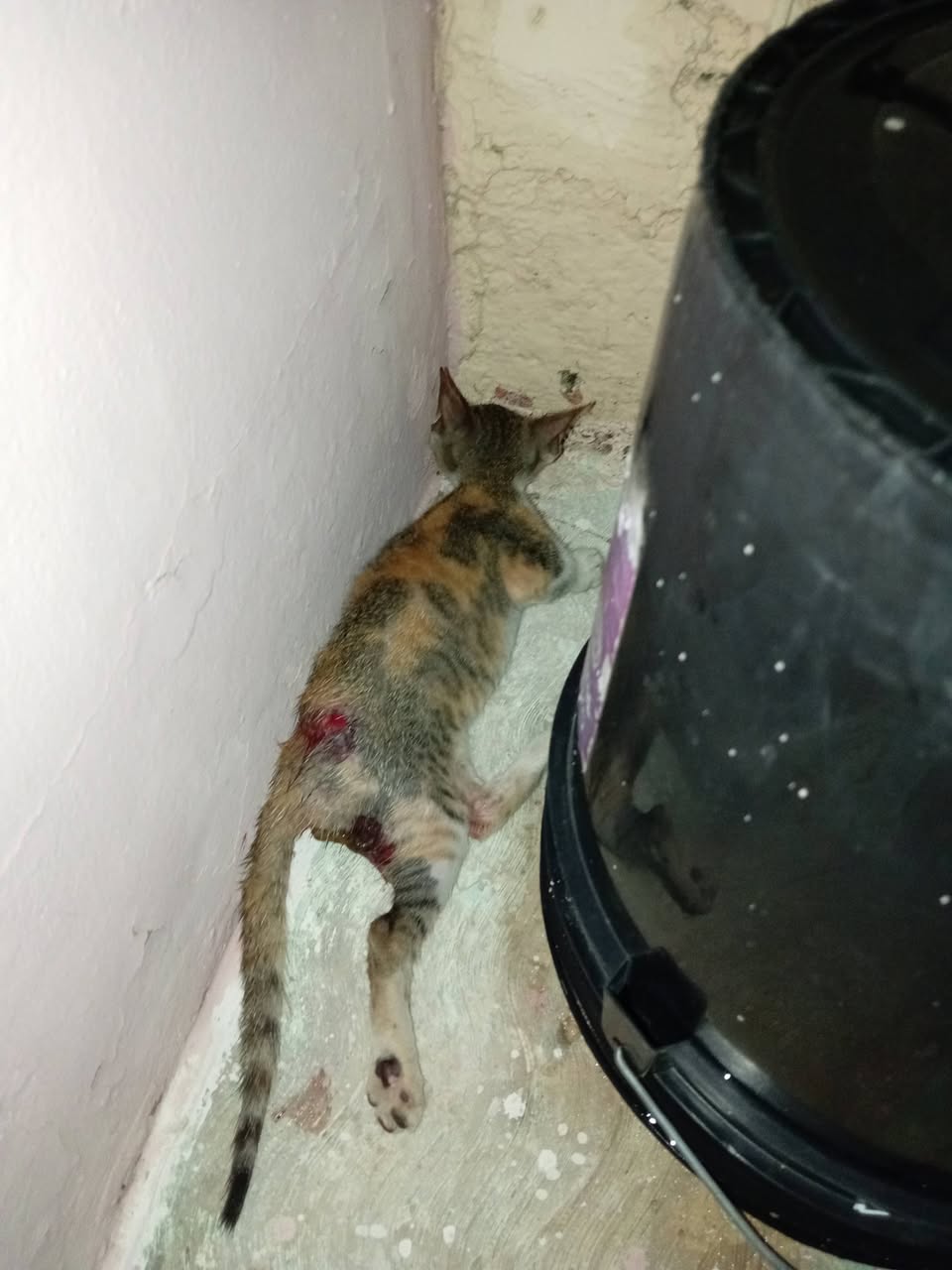 Gato ayuda médica en Mérida