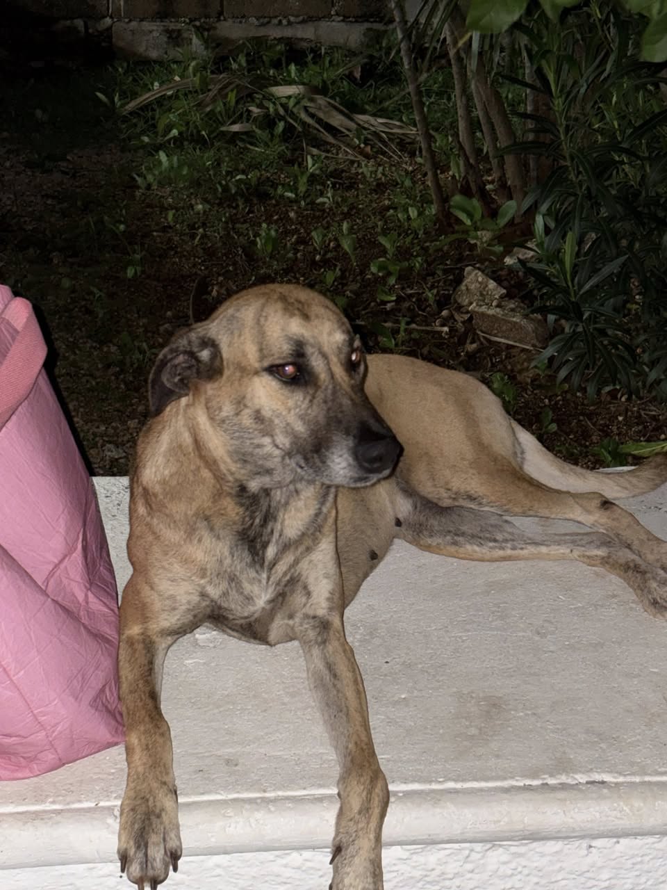 Perro en adopción en Mérida