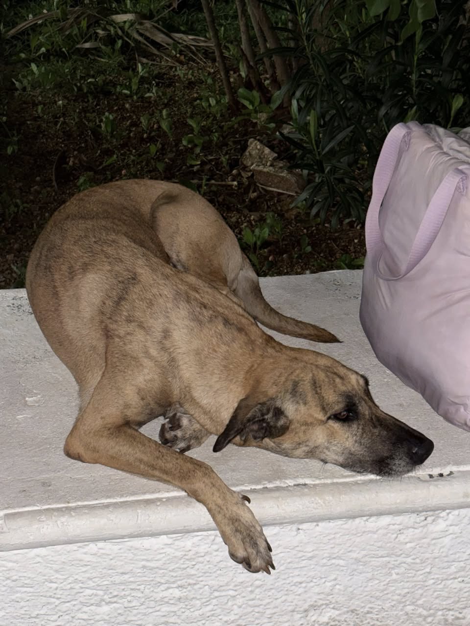 Perro en adopción en Mérida