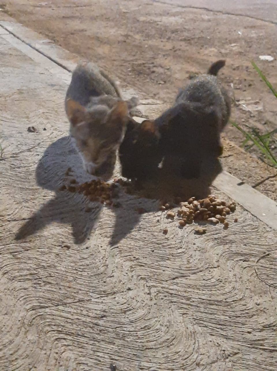 Gato en adopción en Mérida