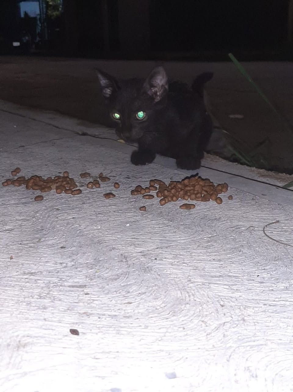 Gato en adopción en Mérida