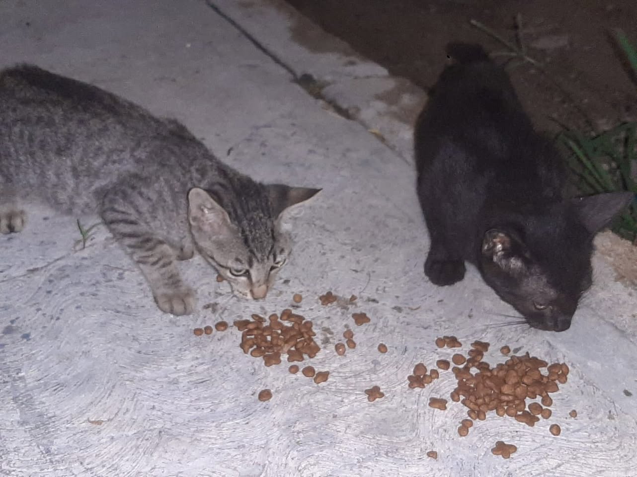Gato en adopción en Mérida