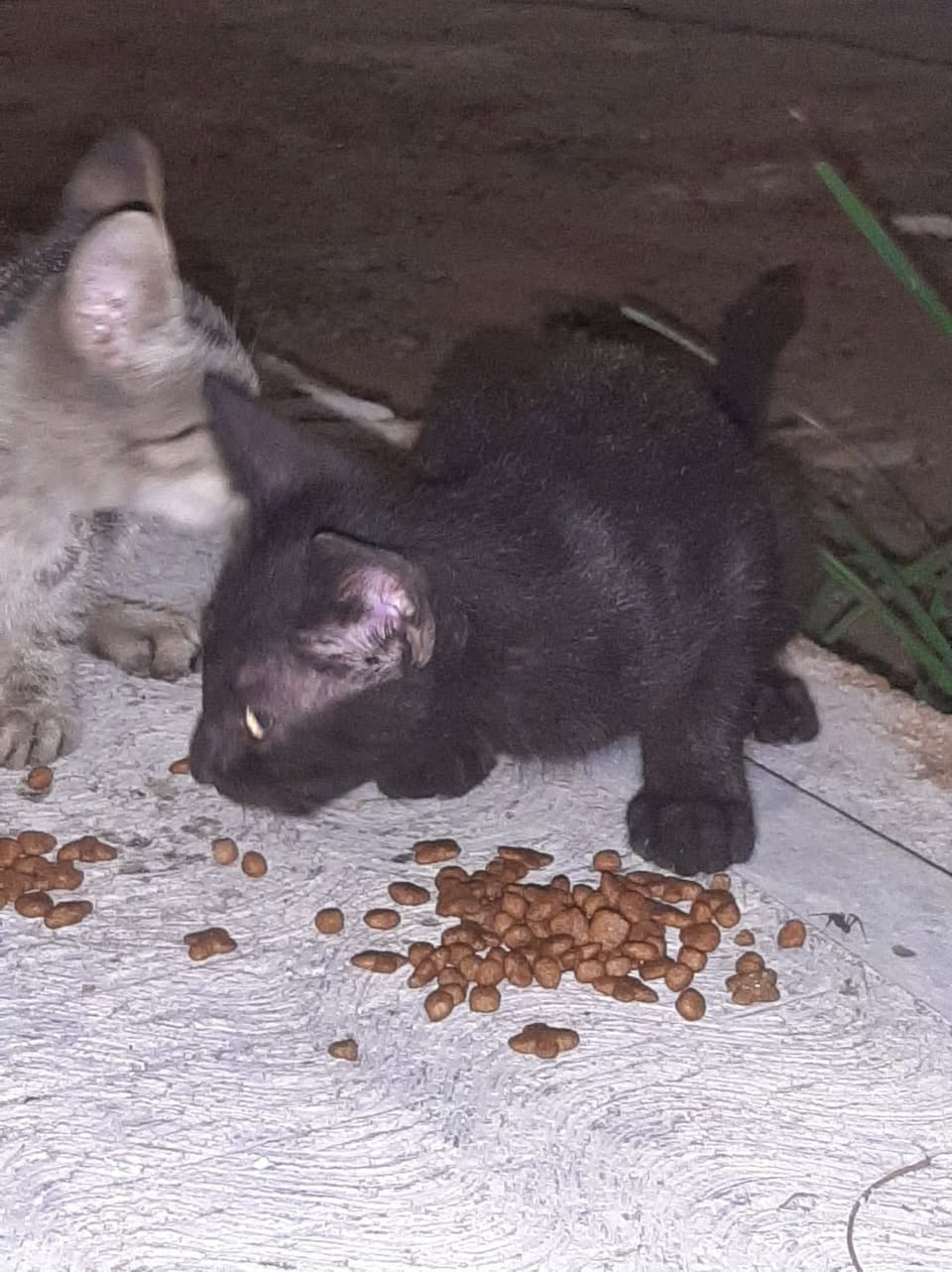 Gato en adopción en Mérida