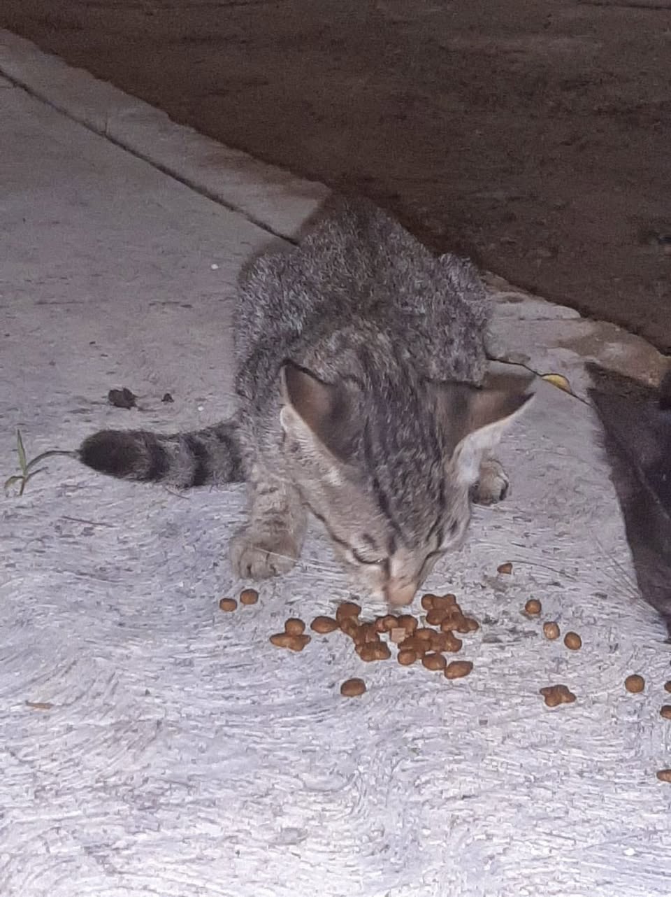 Gato en adopción en Mérida