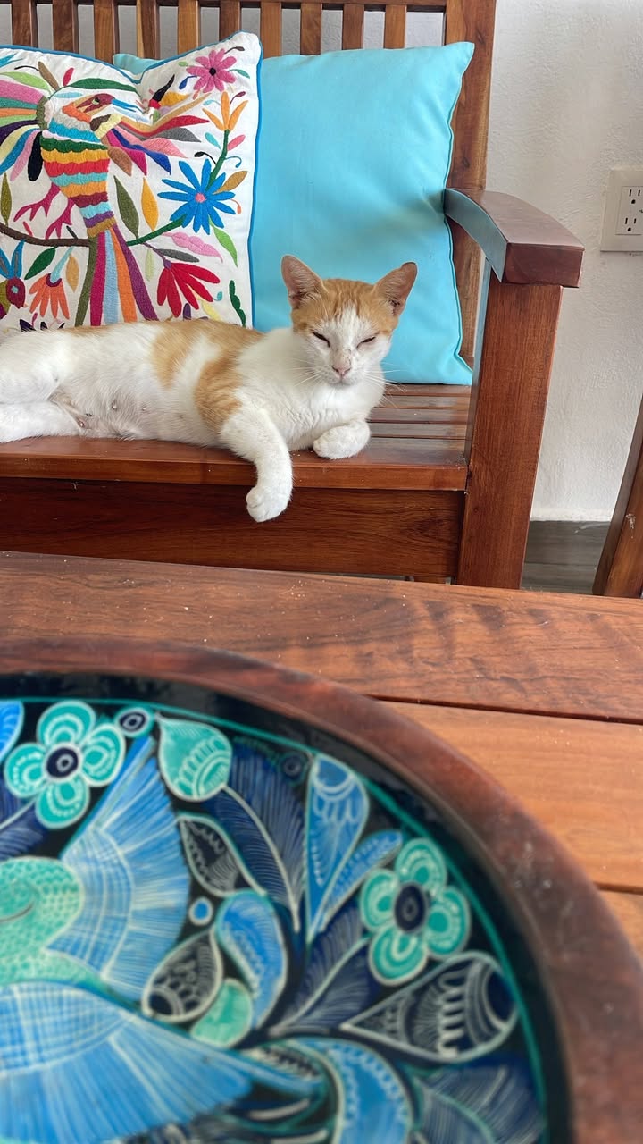 Gato en adopción en Mérida