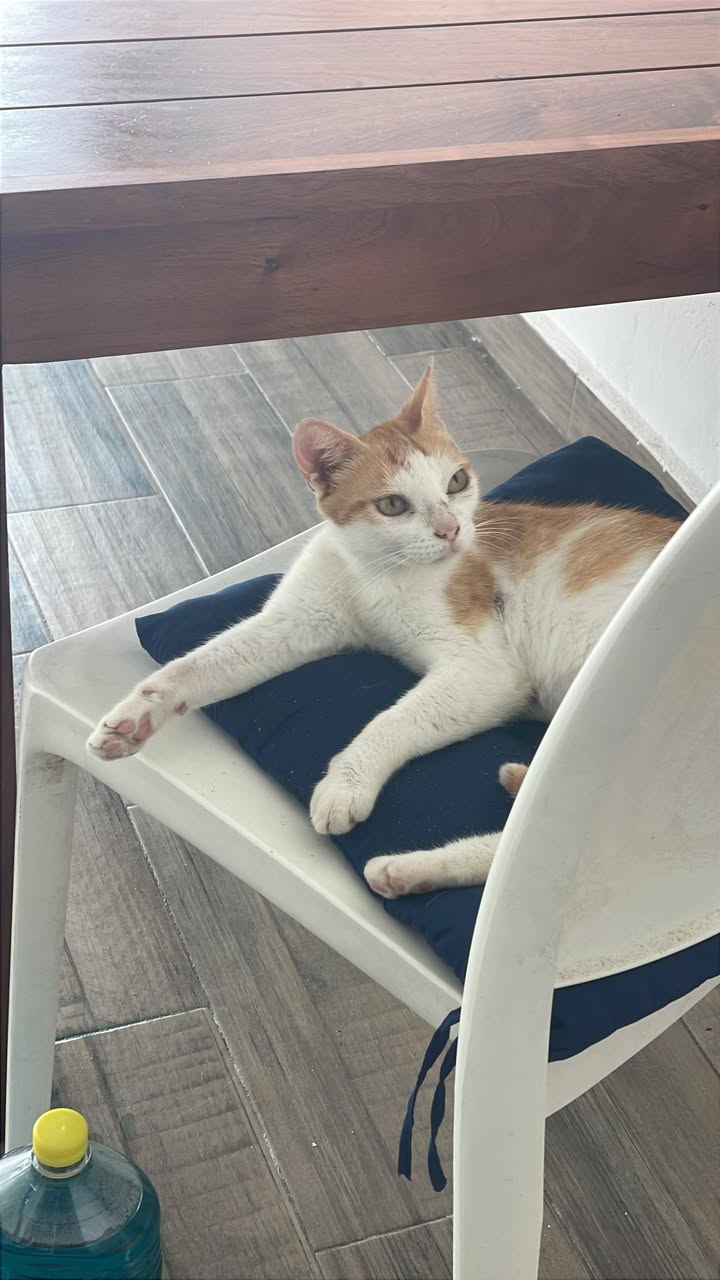 Gato en adopción en Mérida
