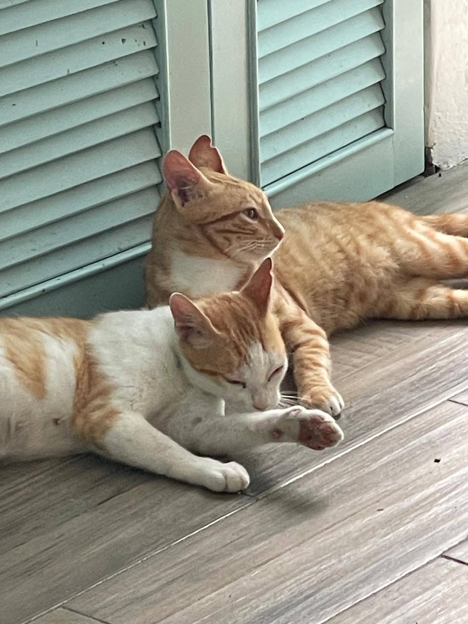 Gato en adopción en Mérida