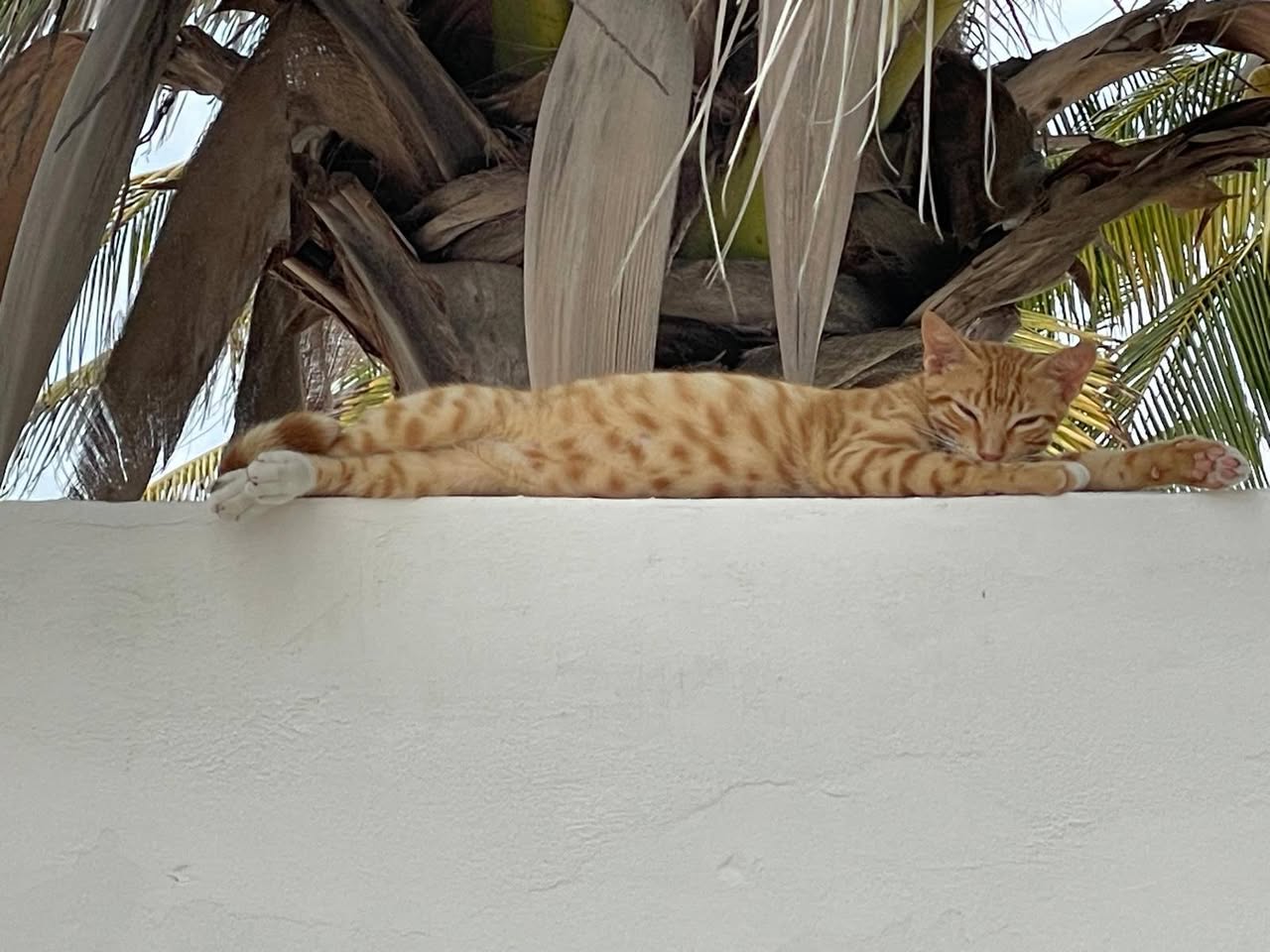 Gato en adopción en Mérida
