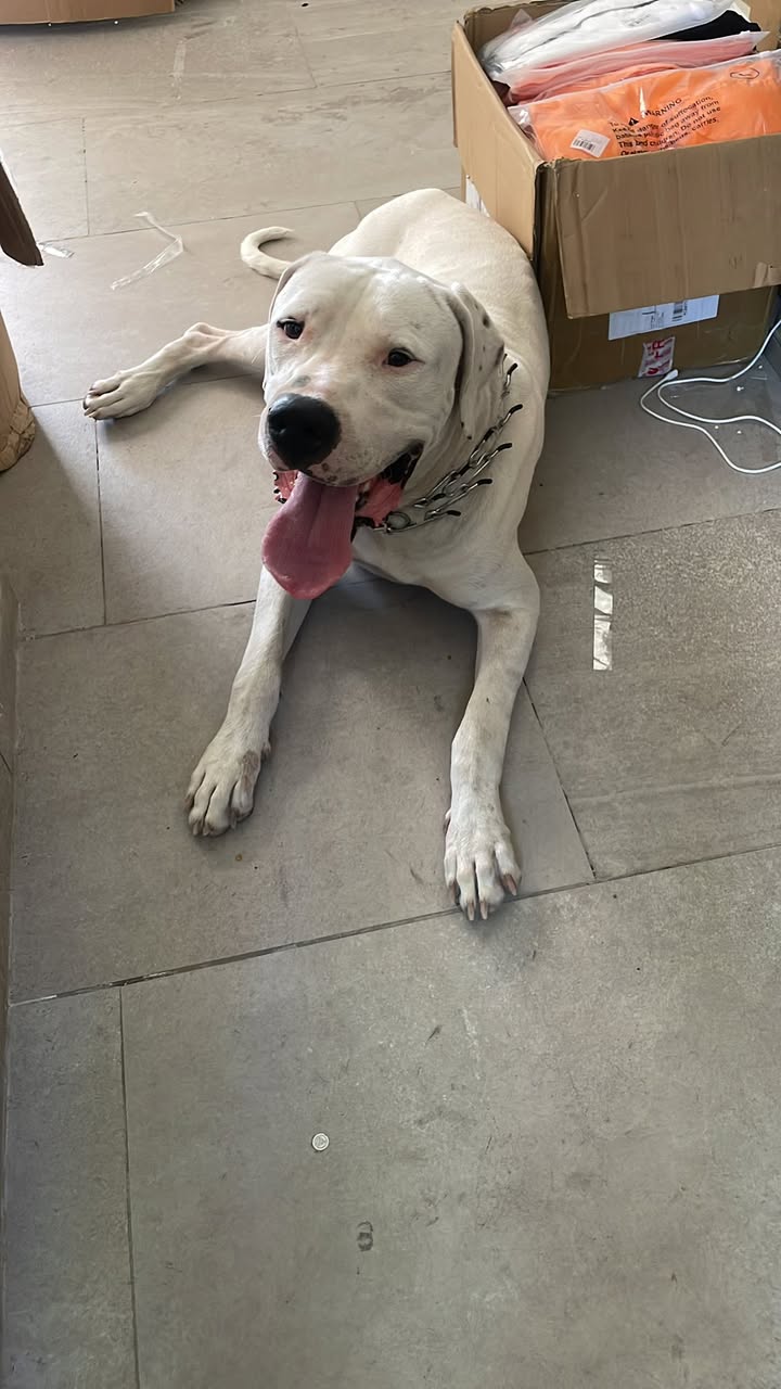 Perro en adopción en Mérida