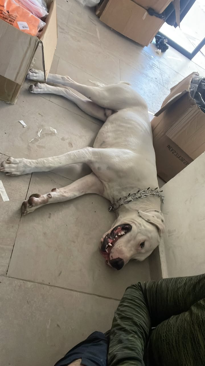 Perro en adopción en Mérida