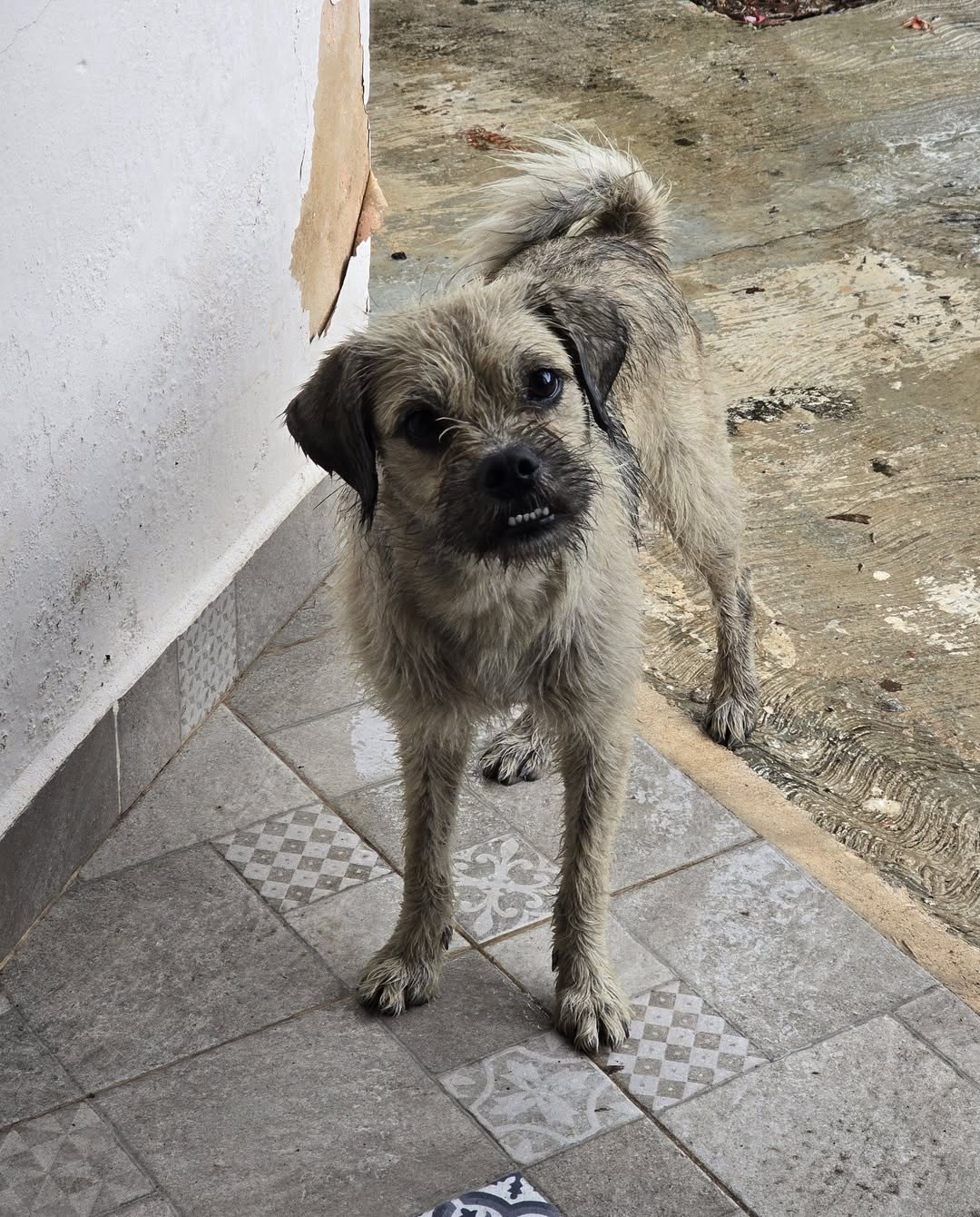 Perro mascota en Mérida
