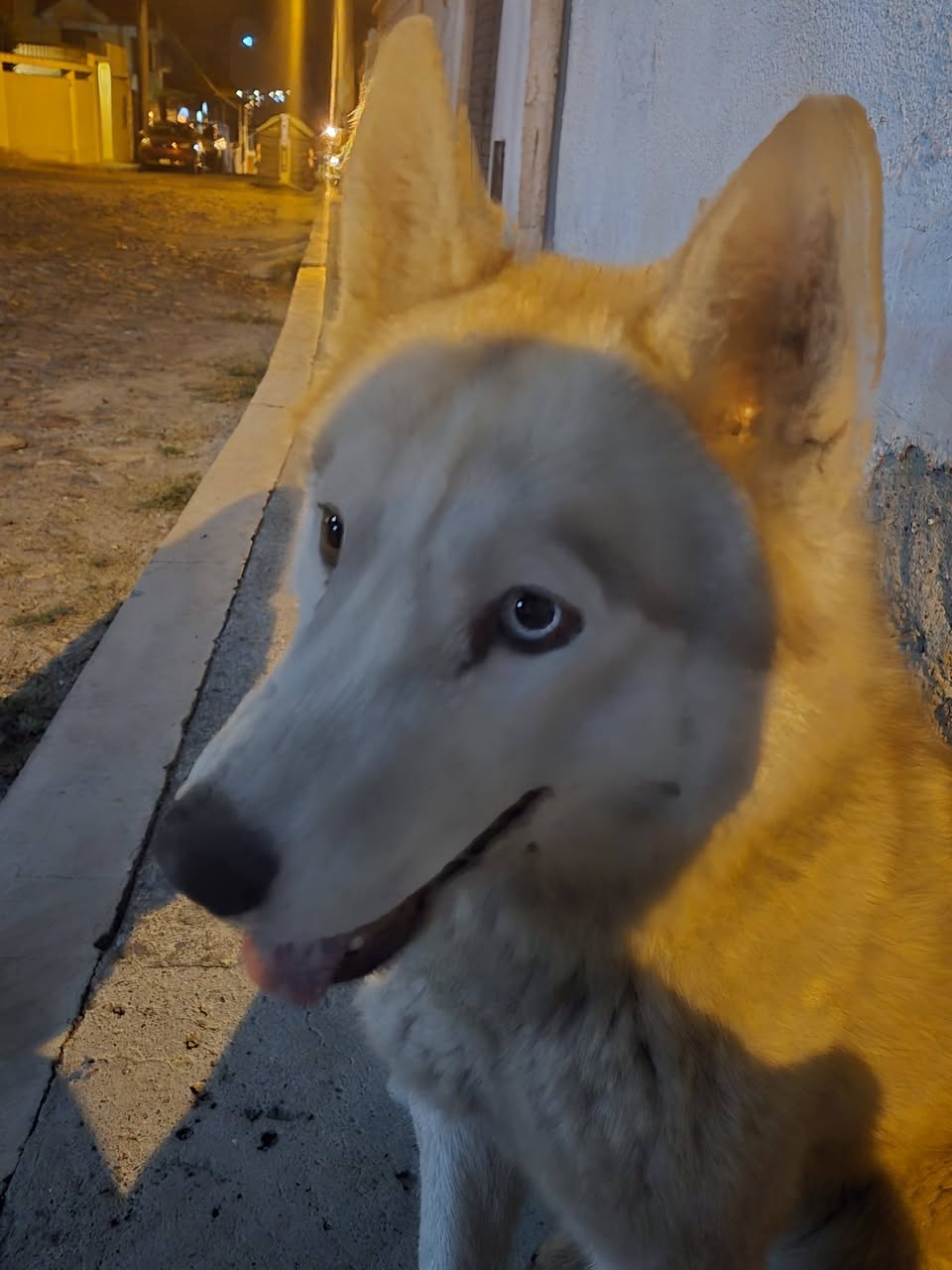 Perro mascota encontrada en Mérida